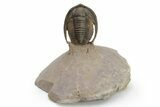 Diademaproetus Trilobite - Rock Removed Under Shell (Translucent) #226114-1